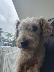 Found/Stray Unknown Dog last seen Zoysia Lane, North Fort Myers, FL 33917