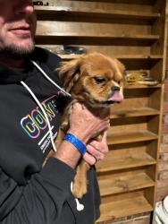 Found/Stray Male Dog last seen County rd 605 and 519, Johnson County, TX 76028