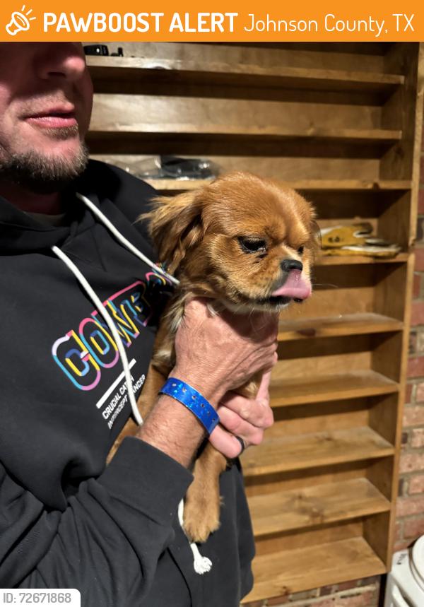 Found/Stray Male Dog last seen County rd 605 and 519, Johnson County, TX 76028