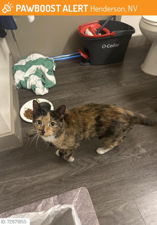 Found/Stray Female Cat last seen Stephanie and Wigwam, Henderson, NV 89074