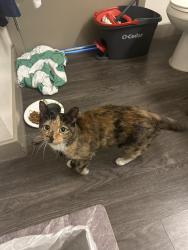 Found/Stray Female Cat last seen Stephanie and Wigwam, Henderson, NV 89074