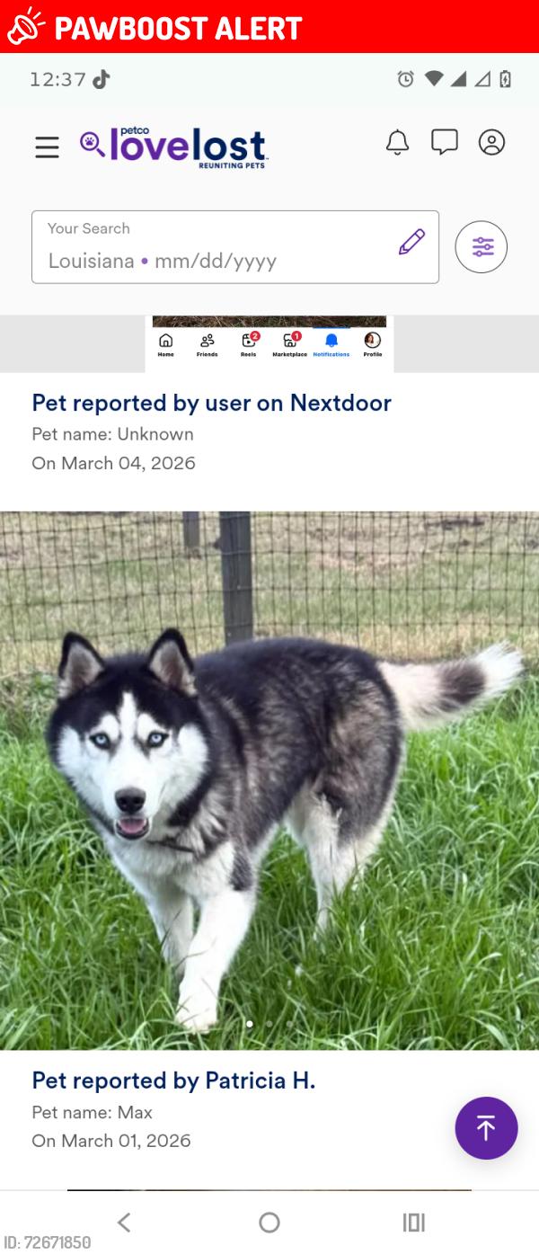 Lost Male Dog last seen  Chanel rd Folsom Louisiana , St. Tammany Parish, LA 70437