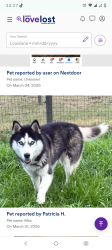 Lost Male Dog last seen  Chanel rd Folsom Louisiana , St. Tammany Parish, LA 70437