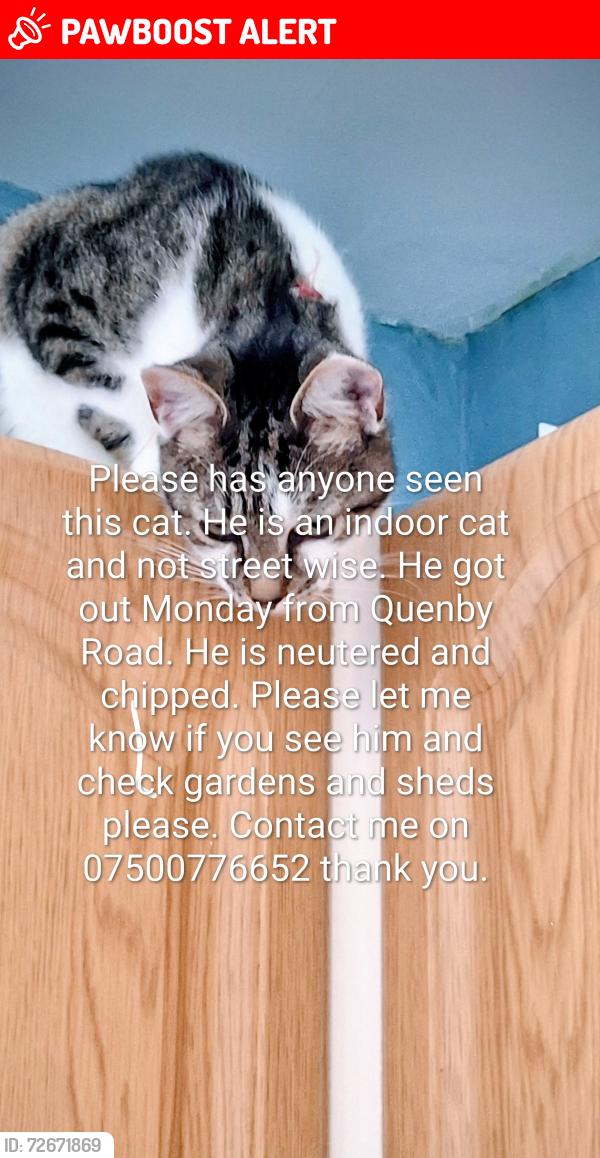 Lost Male Cat last seen Knowle Road and marshouse avenue , Stockton-on-Tees, England TS23