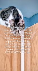 Lost Male Cat last seen Knowle Road and marshouse avenue , Stockton-on-Tees, England TS23