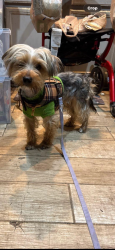 Lost Male Dog last seen Tower view trail Snellville GA, Gwinnett County, GA 30039