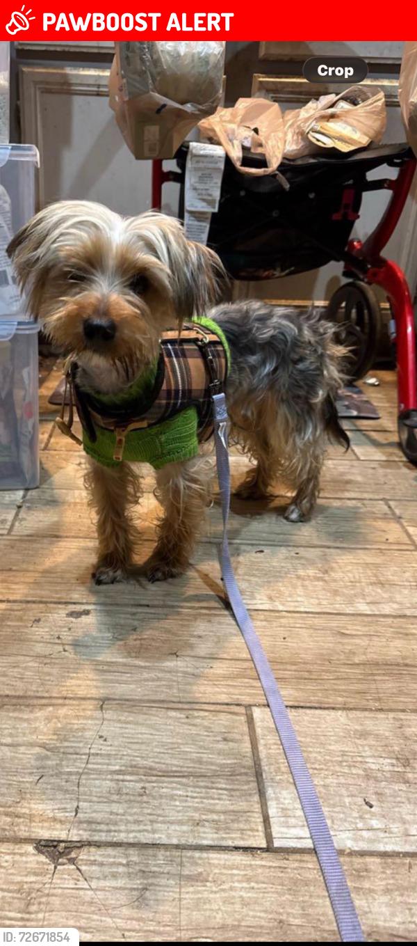 Lost Male Dog last seen Tower view trail Snellville GA, Gwinnett County, GA 30039