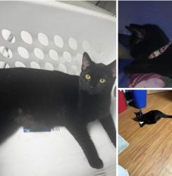 Lost Female Cat last seen Cross Streets- Thomas St and Glenview Dr, Plainwell, MI 49080