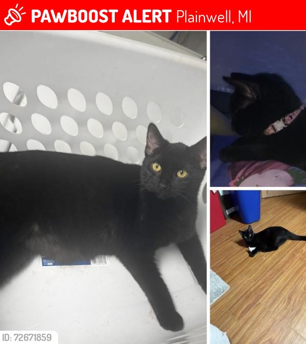 Lost Female Cat last seen Cross Streets- Thomas St and Glenview Dr, Plainwell, MI 49080