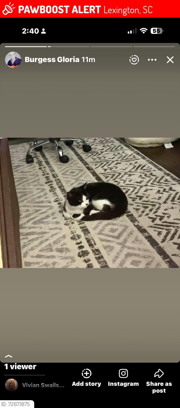 Lost Male Cat last seen Edmund Highway, Congaree, , Lexington, SC 29073