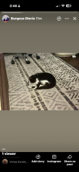 Lost Male Cat last seen Edmund Highway, Congaree, , Lexington, SC 29073