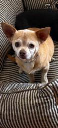 Lost Female Dog last seen Tripp rd & Franklin Dr , Mesquite, TX 75150