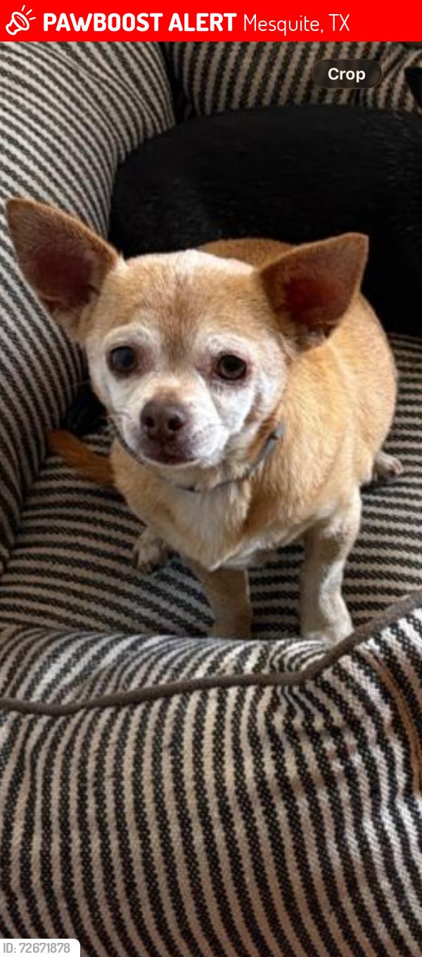 Lost Female Dog last seen Tripp rd & Franklin Dr , Mesquite, TX 75150