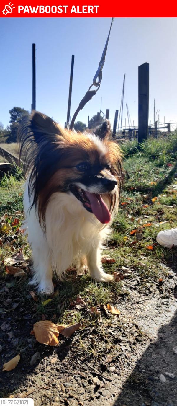 Lost Male Dog last seen Fairview Road, Birkenhead, England CH43