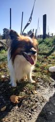 Lost Male Dog last seen Fairview Road, Birkenhead, England CH43