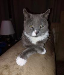 Lost Female Cat last seen Sunnydale Lane & Calmoso, Port St. Lucie, FL 34983