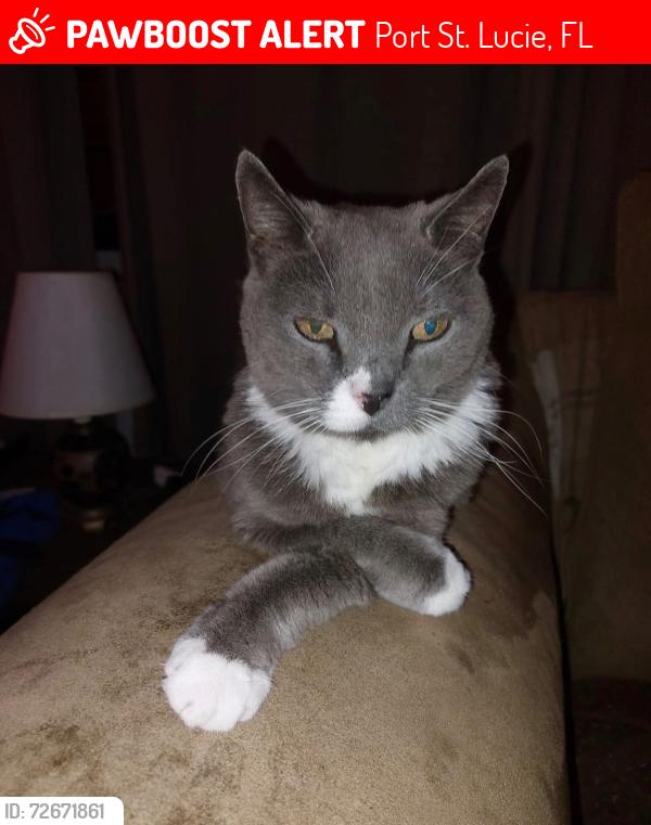 Lost Female Cat last seen Sunnydale Lane & Calmoso, Port St. Lucie, FL 34983