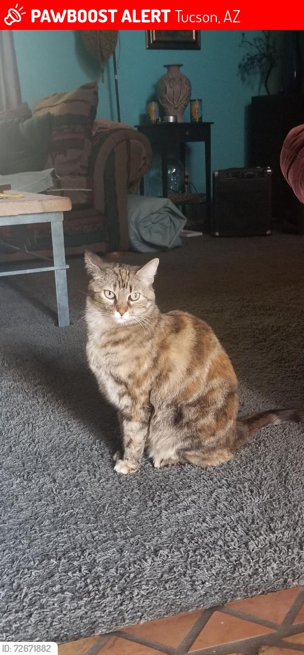 Lost Female Cat last seen W. Camino Ebano W.Camino De La Joya, Tucson, AZ 85742