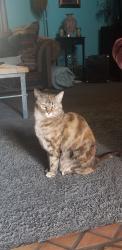 Lost Female Cat last seen W. Camino Ebano W.Camino De La Joya, Tucson, AZ 85742