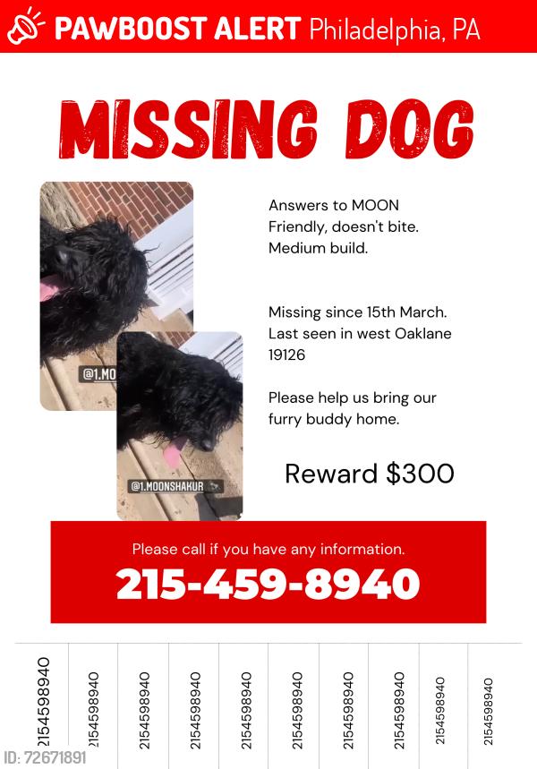 Lost Male Dog last seen Broad and 66th ave , Philadelphia, PA 19126
