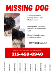 Lost Male Dog last seen Broad and 66th ave , Philadelphia, PA 19126
