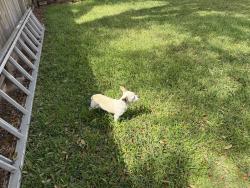 Found/Stray Female Dog last seen Village Trail Dr and Hastings Green Dr, Hastings Green, TX 77065