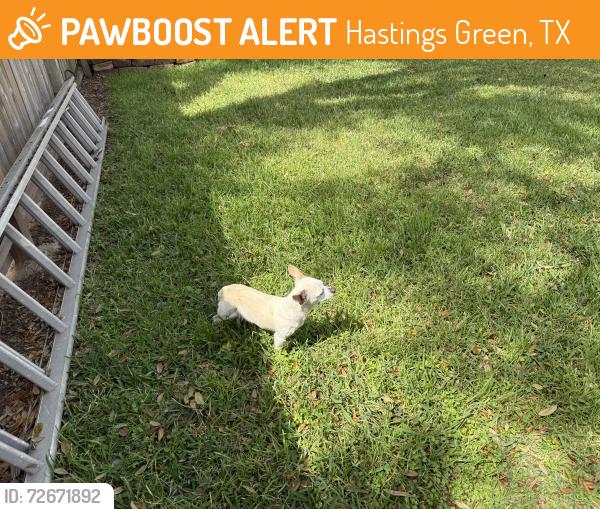 Found/Stray Female Dog last seen Village Trail Dr and Hastings Green Dr, Hastings Green, TX 77065