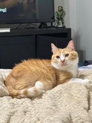 Lost Male Cat last seen High Green dr, Lanier Lakes, Madison, Alabama, Madison, AL 35757