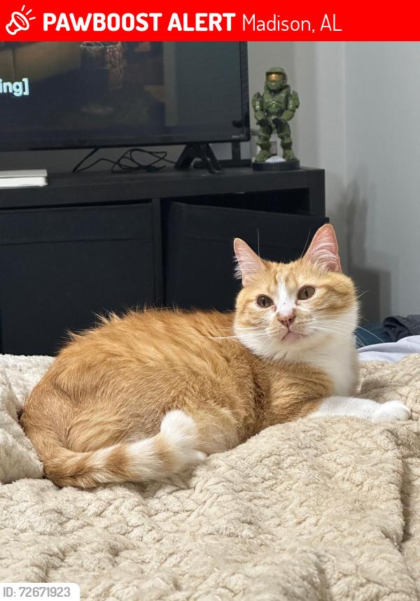 Lost Male Cat last seen High Green dr, Lanier Lakes, Madison, Alabama, Madison, AL 35757