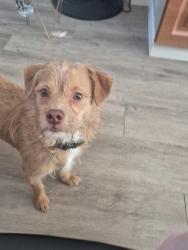 Found/Stray Male Dog last seen Near th st los Ángeles 90018 , Los Ángeles, CA 90018