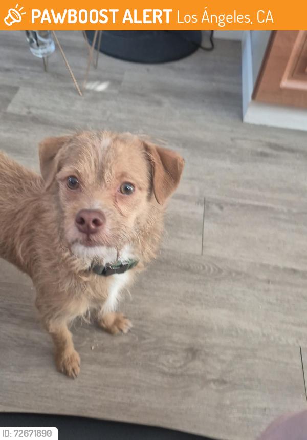 Found/Stray Male Dog last seen Near th st los Ángeles 90018 , Los Ángeles, CA 90018