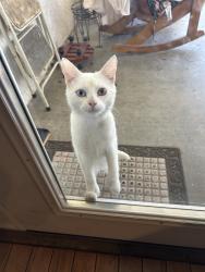 Lost Male Cat last seen Moreno beach and kalmia, Moreno Valley, CA 92555