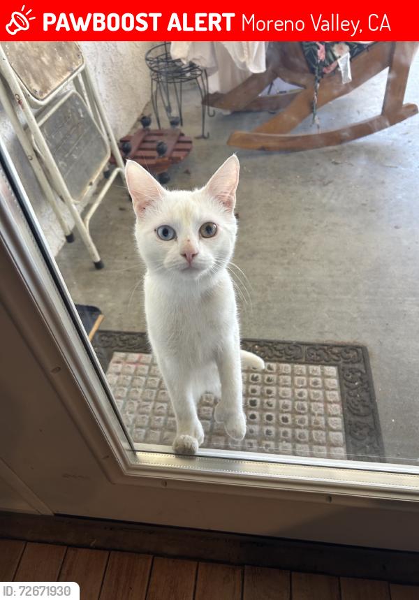 Lost Male Cat last seen Moreno beach and kalmia, Moreno Valley, CA 92555