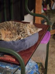 Lost Female Cat last seen Ole mill Village subdivision in wilson's mills, Wilsons Mills, NC 27577