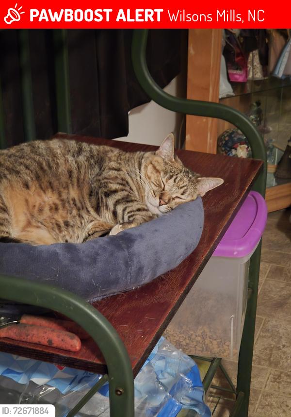 Lost Female Cat last seen Ole mill Village subdivision in wilson's mills, Wilsons Mills, NC 27577