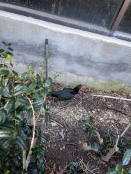 Found/Stray Unknown Bird last seen Addison Rd and Keller Springs, Addison, TX 75001