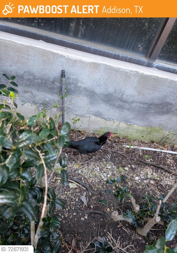 Found/Stray Unknown Bird last seen Addison Rd and Keller Springs, Addison, TX 75001