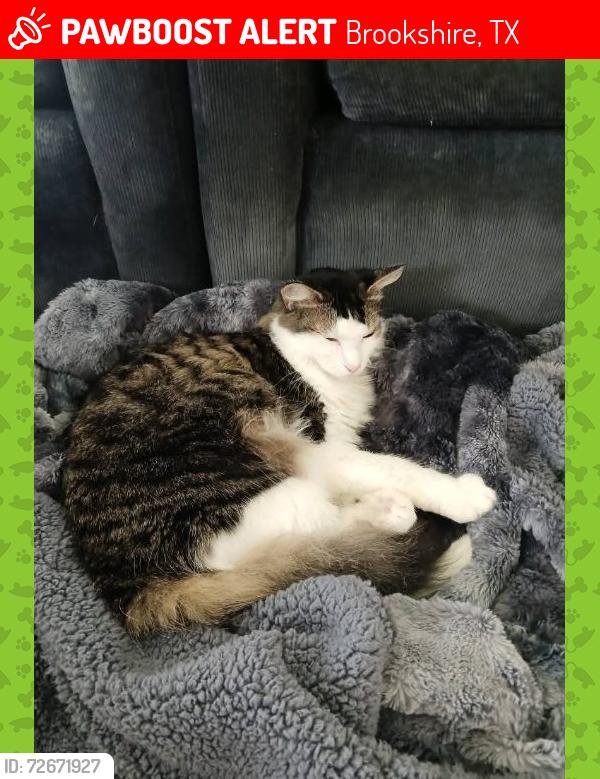Lost Unknown Cat last seen gael run court and wildcat way, Brookshire, TX 77423