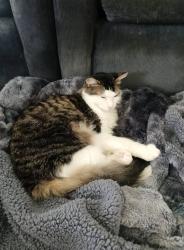 Lost Unknown Cat last seen gael run court and wildcat way, Brookshire, TX 77423