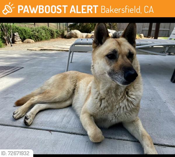 Found/Stray Female Dog last seen Hwy 178 and Mira Monte, Bakersfield, CA 93306