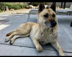 Found/Stray Female Dog last seen Hwy 178 and Mira Monte, Bakersfield, CA 93306