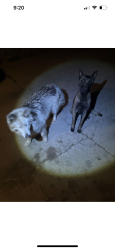 Lost Female Dog last seen First and sycamore , Hesperia, CA 92345