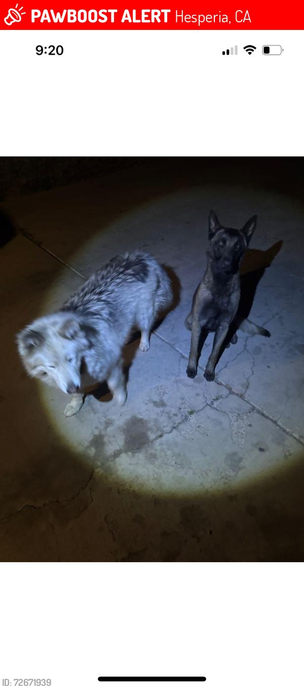 Lost Female Dog last seen First and sycamore , Hesperia, CA 92345