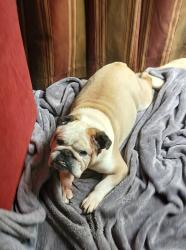 Lost Male Dog last seen Tuckaseege Road, Mount Holly, NC 28120