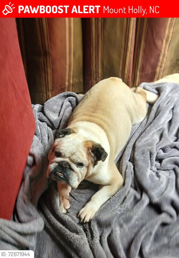 Lost Male Dog last seen Tuckaseege Road, Mount Holly, NC 28120