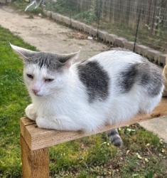 Lost Male Cat last seen 17th and Emery, Longmont, CO 80501