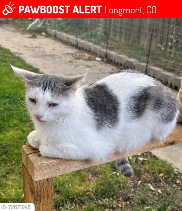 Lost Male Cat last seen 17th and Emery, Longmont, CO 80501