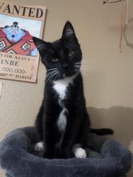 Lost Male Cat last seen Old Dairy Drive and Hackmore Court, Antelope, CA 95843
