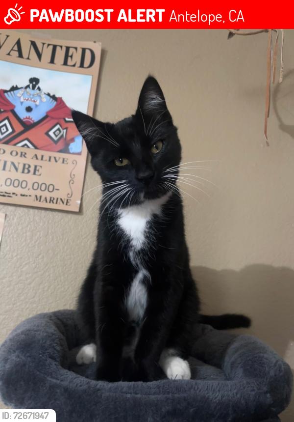 Lost Male Cat last seen Old Dairy Drive and Hackmore Court, Antelope, CA 95843