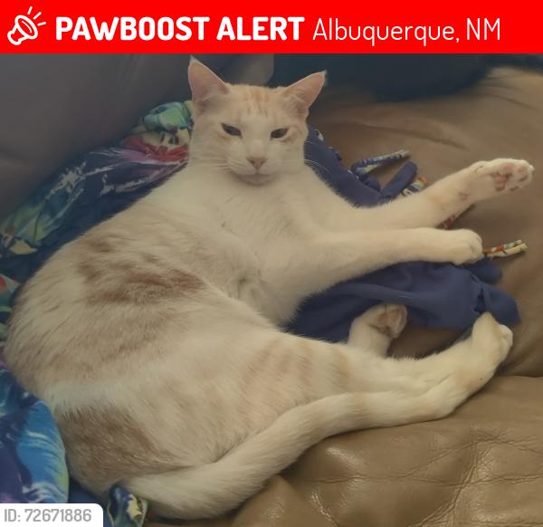 Lost Male Cat last seen Ventana Sol Dr NW and Tuscarora Rd NW , Albuquerque, NM 87114